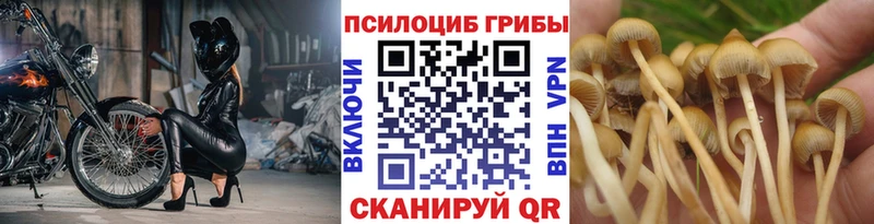 Псилоцибиновые грибы Psilocybe  Калязин 